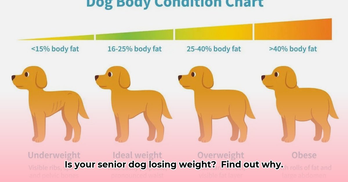 older-dog-weight-loss